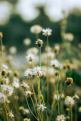 daisies in the meadow