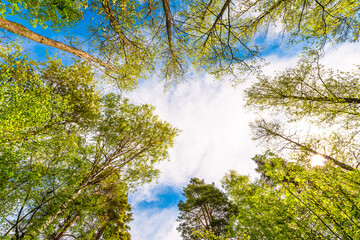 Variety crowns of the trees in the spring forest against the cloudy sky with the sun. Bottom view...