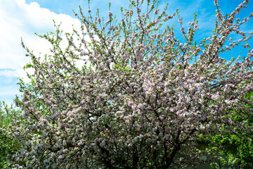 Flowering apple tree at springtime, blue sky with white clouds in the background.