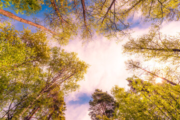 Variety crowns of the trees in the spring forest against the cloudy sky with the sun. Bottom view of the trees