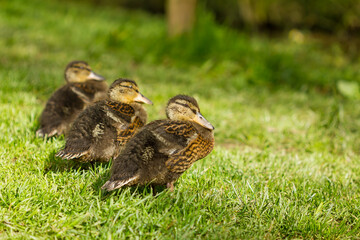 Mallard (Anas platyrhynchos), juvenile brown ducklings, animal concept.