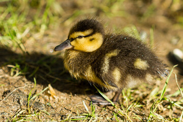 Mallard (Anas platyrhynchos), yellowish duck brood, animal concept.