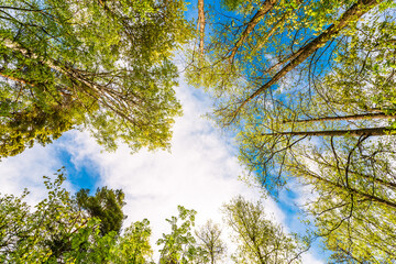 Variety crowns of the trees in the spring forest against the cloudy sky. Bottom view of the trees