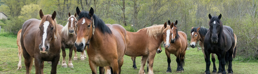 close-up of a group of wild horses in the mountain - obrazy, fototapety, plakaty