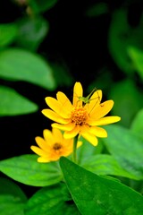 yellow flower in the garden and one of animal
