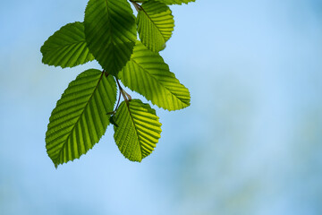 Fototapeta na wymiar Leaves of a beech tree in sunlight