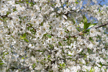 Blossoming cherry tree spring background. Beautiful springtime nature.