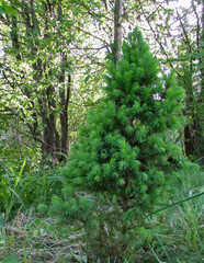 Fototapeta premium young pine in the forest