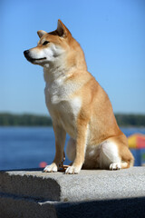 Portrait of a female dog of the Siba Inu breed Beautiful red dog sits on the rock on coast river