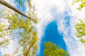 Variety crowns of the trees in the spring forest against the cloudy sky. Bottom view of the trees