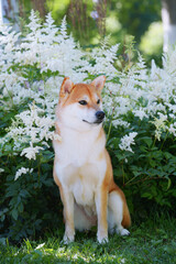 Portrait of a female dog of the Siba Inu breed Beautiful red dog sits in blooming white flowers