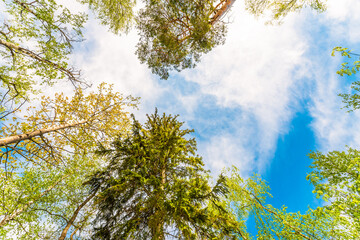 Variety crowns of the trees in the spring forest against the cloudy sky. Bottom view of the trees