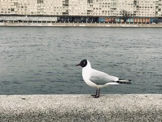 Black and white bird seagull sits on a granite fence near the river