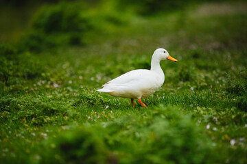 white duck on the grass