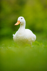 Duck in the grass