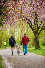 Fototapeta premium Family with a small child are walking in the park. Flowers are blooming. People holding hands