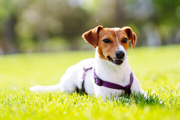 Happy active dog wearing collar  playing in fresh spring grass on sunny day.