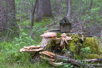 Nuthatch pecking for food in a bird feeder
