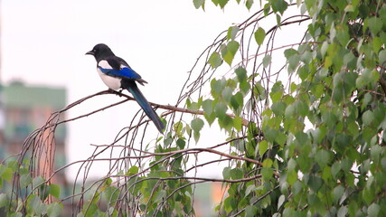 sroka na gałęzi, bird on a branch
