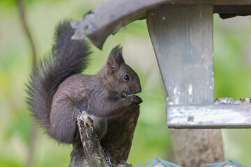 A squirrel sits between green leaves on a branch