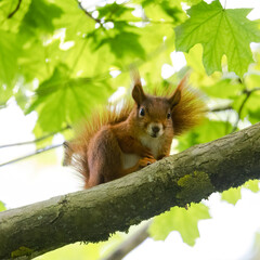 A squirrel sits between green leaves on a branch