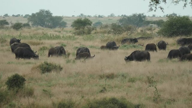 African Buffalo in Natural Environment