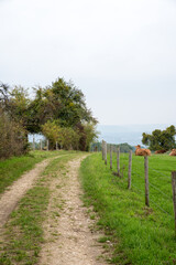 Fototapeta na wymiar farm track along cow pasture