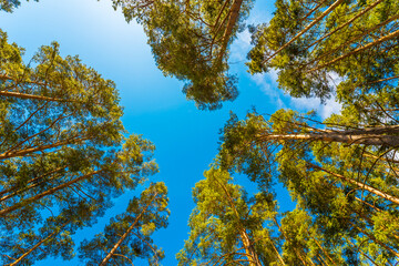 Spring in a pine forest. View of the tops of the pine trees in the sunlight from the ground level