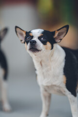 Naklejka na ściany i meble Tiny Chihuahua dog is standing on a surface. Indoor natural light shot