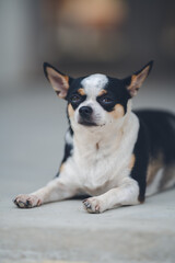 Tiny Chihuahua dog is standing on a surface. Indoor natural light shot