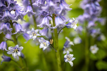 Großer Wollschweber mit kleinem Rüssel pelzig auf der Suche nach Nahrung und Nektar