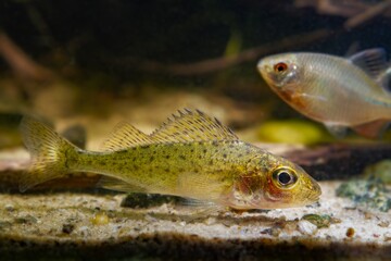 Eurasian ruffe or pope, careful and frightful small freshwater omnivore fish watch attentively,...