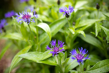 Blaue große Blüten in lila und blau im Garten
