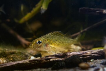 curious young fish, Eurasian ruffe or pope, careful and frightful small freshwater omnivore watch...