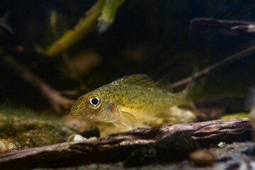 curious young fish, Eurasian ruffe or pope, careful and frightful small freshwater omnivore watch attentively, European river biotope aquarium, nature biotic system