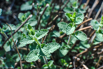 Catmint, catswort or catnip, lat. Nepeta