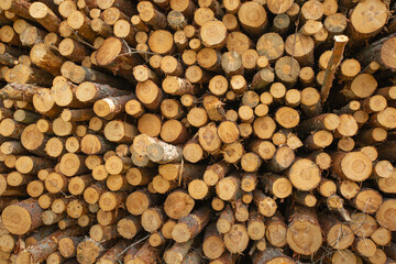 Close up of chopped and stacked a wood, forest