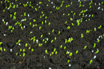 mammillaria sapling on peat moss in pot seeding