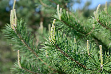 Inflorescences blossoming on the tips of pine branches