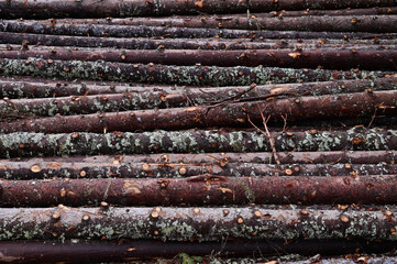 Side view of a bunch of peeled pine logs at a logging site