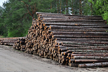 Pine logs cleared of branches and piled in a heap