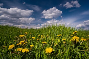 fresh yellow flowers of common dandelion grow in bright green grass of boundless farmland field, on deep blue spring sky, white clouds, soft sunshine, nature beauty
