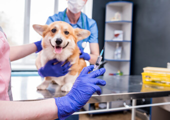 Veterinarian team giving the vaccine to the Corgi dog
