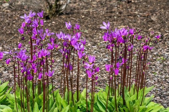 Dodecatheon meadia a spring flowering plant with a pink springtime flower commonly known as shooting star or American cowslip, stock photo image
