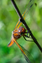 Dragonfly on a blurred background