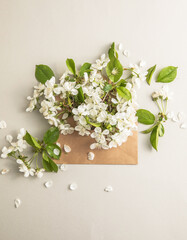 Cherry white flowers bouquet inside a envelope. Holiday, Mothers day gift concept. Spring background. Flat lay, Copy space.