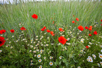 colorful field of spring flowers