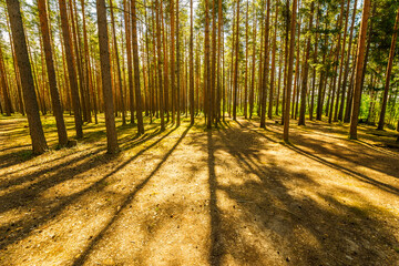 Sunlight passes through the pine trees in the spring forest