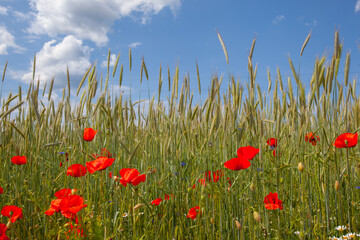 colorful field of summer  flowers