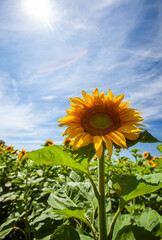 summer field of sunflower